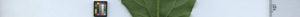 leafstrip