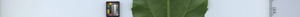 leafstrip