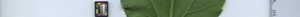 leafstrip