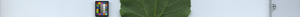 leafstrip