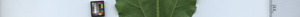 leafstrip