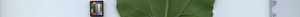 leafstrip