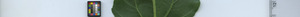 leafstrip
