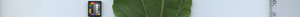 leafstrip