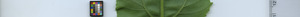 leafstrip