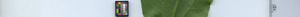 leafstrip