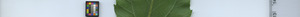 leafstrip