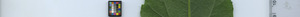 leafstrip