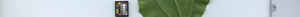 leafstrip