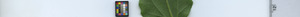 leafstrip