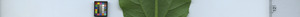 leafstrip