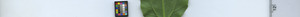 leafstrip