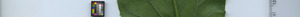 leafstrip