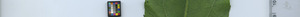 leafstrip
