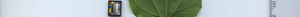 leafstrip
