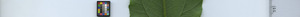 leafstrip