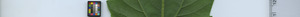leafstrip
