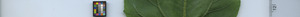 leafstrip