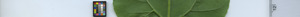 leafstrip