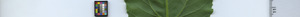 leafstrip