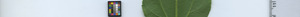 leafstrip
