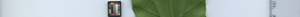 leafstrip
