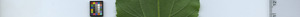 leafstrip