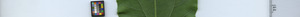 leafstrip