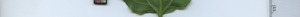 leafstrip