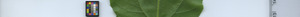 leafstrip