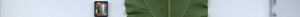 leafstrip