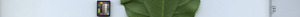 leafstrip