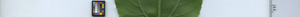 leafstrip