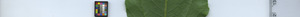 leafstrip