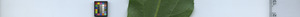 leafstrip