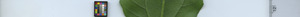 leafstrip