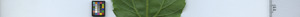 leafstrip