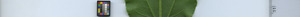 leafstrip