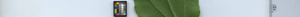 leafstrip