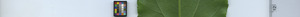 leafstrip