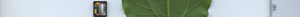leafstrip