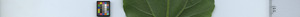 leafstrip