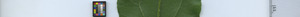 leafstrip
