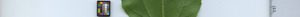 leafstrip