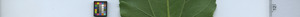 leafstrip