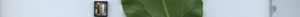 leafstrip