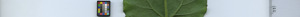 leafstrip
