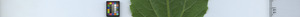 leafstrip