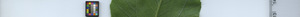 leafstrip