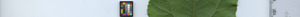 leafstrip